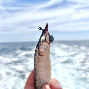 Single fish with red line